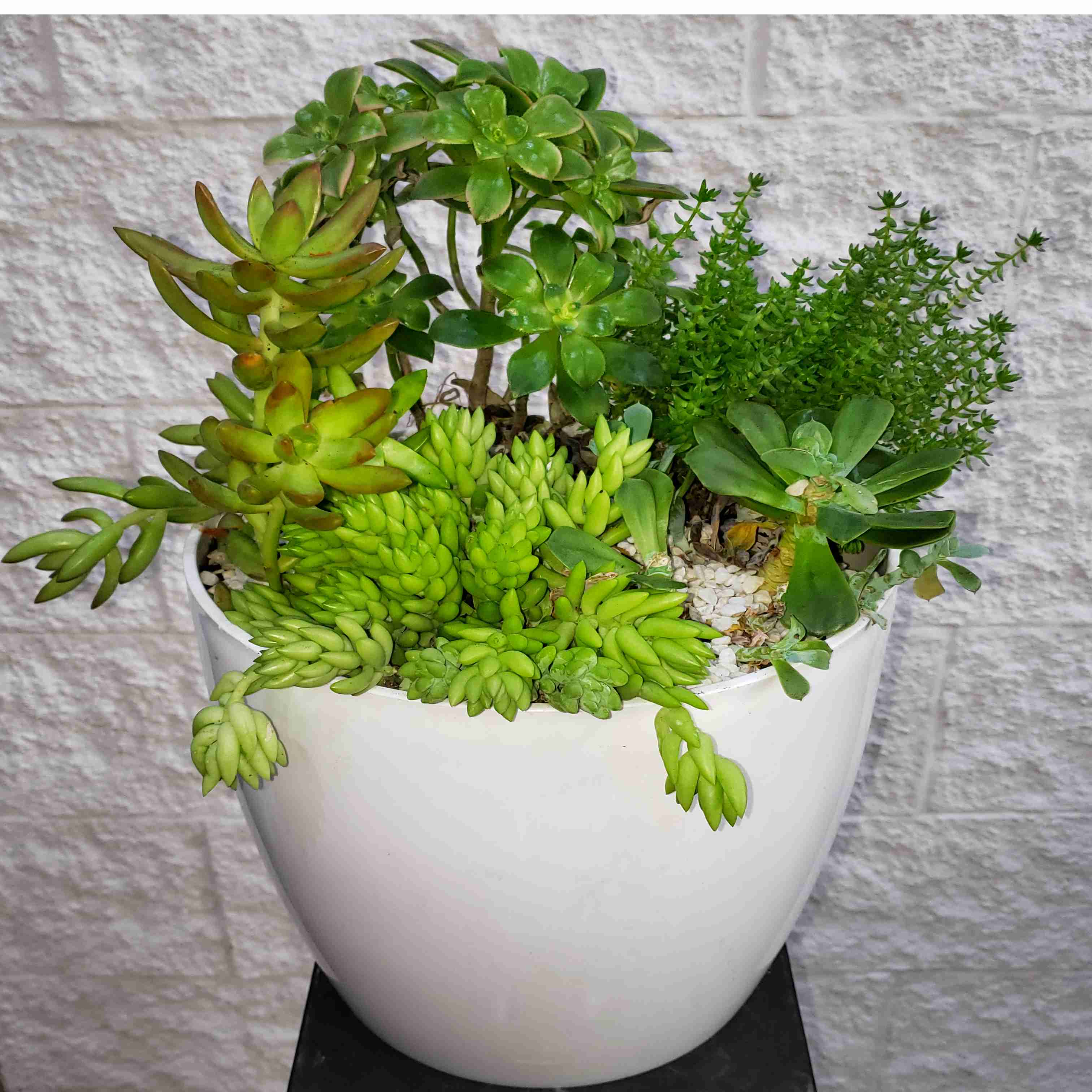 Envio y venta de flores ,rosas, plantas,arreglos florales ,regalos y desayunos a domicilio con delivery gratis en la Ciudad Autonoma de Buenos Aires y con costo de env�o en localidades del Gran Buenos Aires asi como delivery de flores y plantas a trav�s de florerias asociadas en todas las provincias de la Argentina, Buenos Aires, la Pampa, Tucuman, La Rioja, R�o Negro, Entre Rios, Corrientes, Misiones, Neuquen, Chubut, Tierra del Fuego, Santa Cruz, San Luis, Mendoza, Cordoba, Jujuy, Formosa, Santiago del Estero, Salta, Chaco, Catamarca ,San Juan, y ademas realizamos el delivery de flores ,coronas,palmas , plantas y regalos a todas las ciudades de Argentina, Mar del Plata, C�rdoba, Buenos Aires, con cargo en Santa Rosa, La Plata, Bella Vista, Neuquen, Pilar, Paran�, Posadas, Resistencia, Cipolleti y mas de 300 ciudades y localidades en todo el territorio de nuestro pa�s, asi como tambien tenemos la posibilidad de enviar flores a casi todo el mundo en cuestion de horas